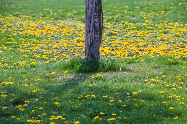 Tree trunk on green field