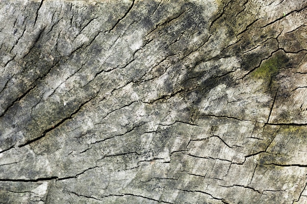 Tree trunk wood background and green stains