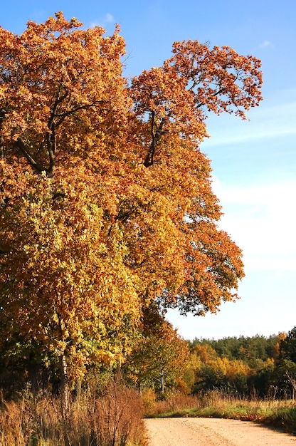 Free photo tree with brown leaves