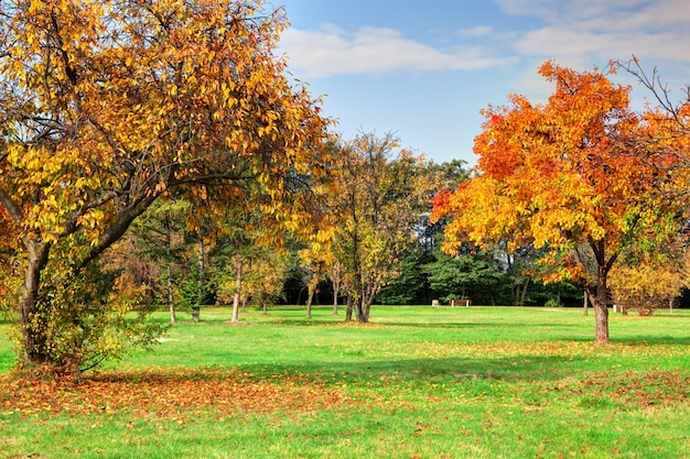 Free photo trees in a beauty park