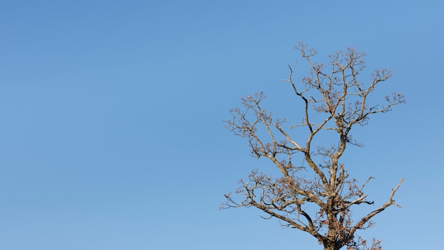 Foto gratuita alberi e sfondi forestali