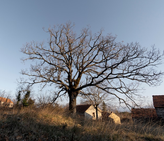 Foto gratuita alberi e sfondi forestali