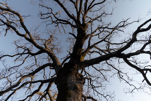 Foto gratuita alberi e sfondi forestali