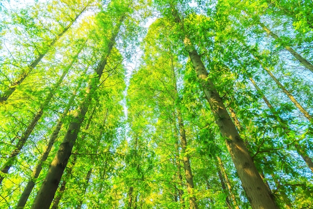 Free photo trees with green leaves