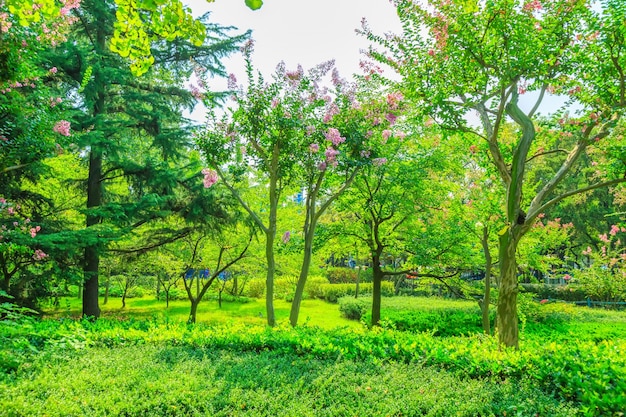 Free photo trees with green leaves