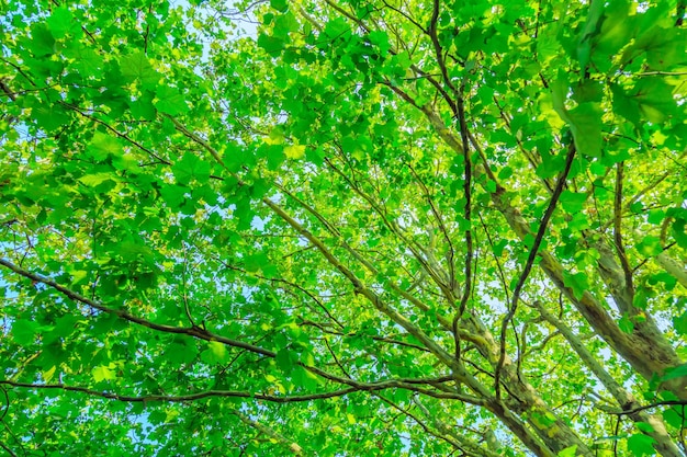 Free photo trees with green leaves