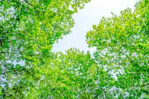 Free photo trees with green leaves