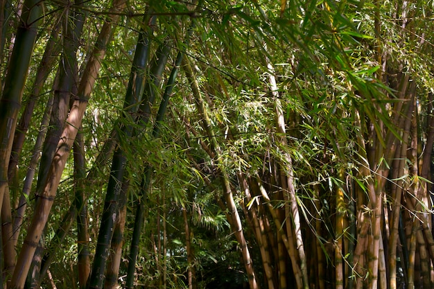 Free photo tropical bamboo forest in daylight