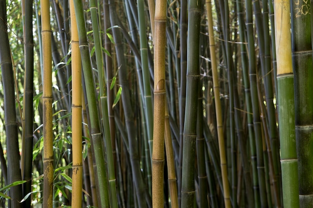 Free photo tropical bamboo forest in daylight