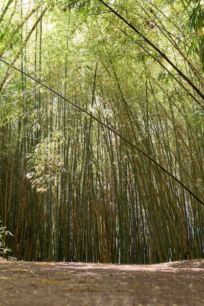 Free photo tropical bamboo forest in daylight