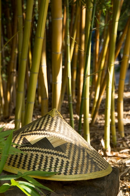 Free photo tropical green bamboo forest