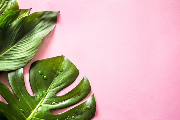 Free photo tropical leaves on a colored background