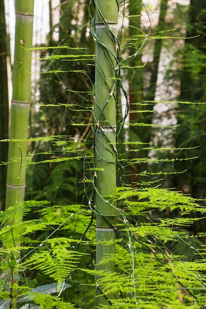 Free photo trunk of bamboo in jungle