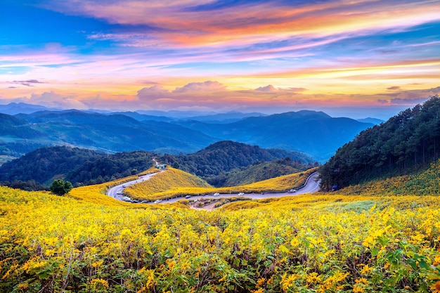 Free Photo tung bua tong mexican sunflower field at sunset, mae hong son province in thailand.