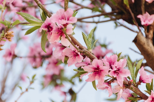 Foto gratuita ramoscello con bellissimi fiori sull'albero