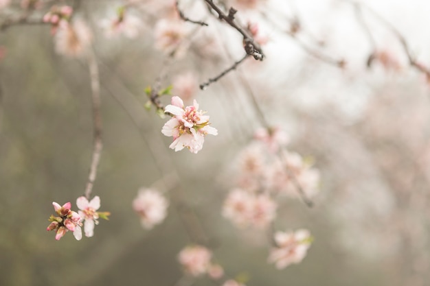 Twigs with pink flowers and blurred background