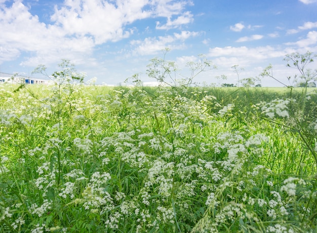 Free photo vast green field with wildflowers during daytime