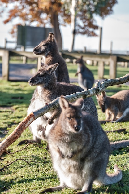 Free photo vertical closeup of cute wallabies sitting in the field