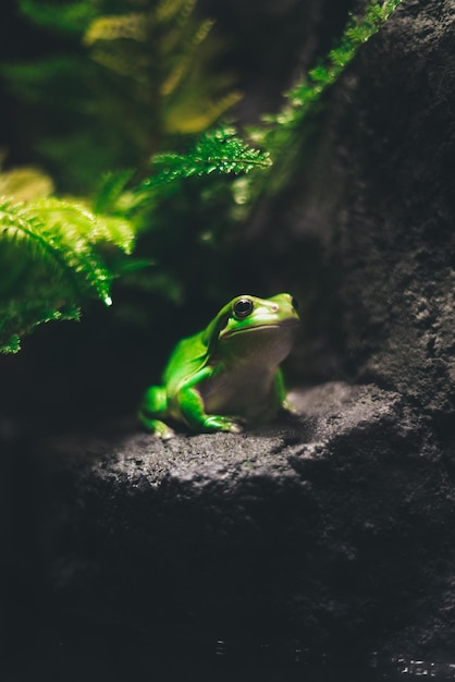 Free photo vertical closeup shot of a green frog on a rock at the zoo