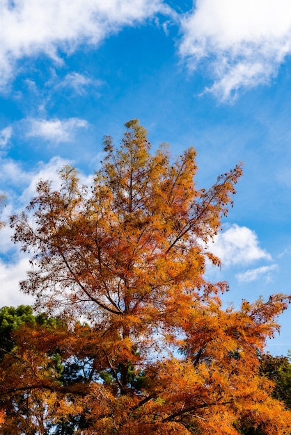 Free photo vertical low angle shot of an orange tree in the autumn and a blue sky