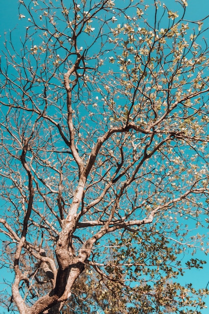 Foto gratuita vista di angolo basso verticale di un albero coperto di foglie sotto la luce del sole e un cielo blu