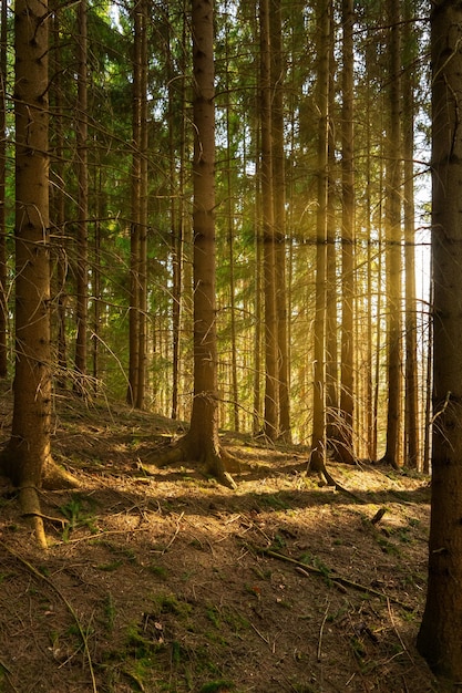 Vertical picture of lined up trees in the forest