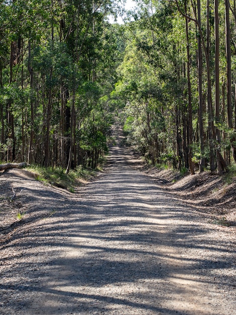 Free Photo vertical picture of a road surrounded by trees in a forest under the sunlight