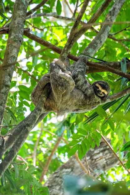 Foto gratuita colpo verticale del fuoco selettivo di un bradipo tridattilo felice che appende fuori nel mezzo della foresta