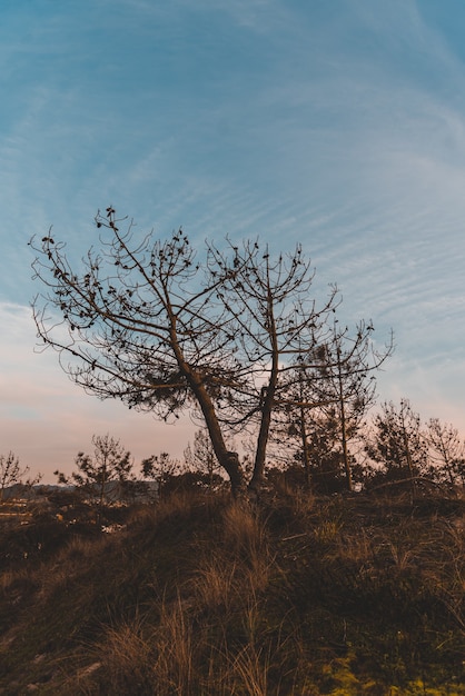 Foto gratuita colpo verticale di alberi spogli nel campo sotto il cielo blu in autunno