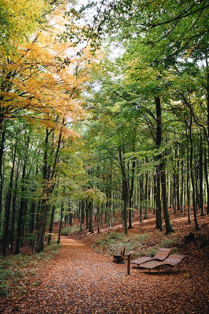 Free photo vertical shot of a beautiful path covered with autumn trees in a park with two benches in the front