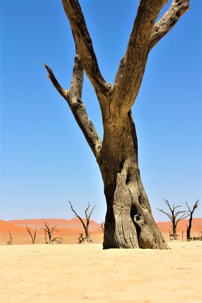 Foto gratuita colpo verticale di un grande albero sfrondato in un deserto con dune di sabbia e cielo sereno