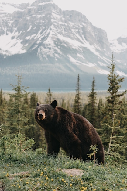 Free Photo vertical shot of a cute bear hanging out in a forest surrounded by mountains