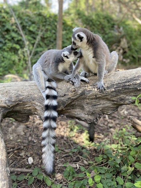 Free photo vertical shot of cute ring-tailed lemurs playing on a tree in a park