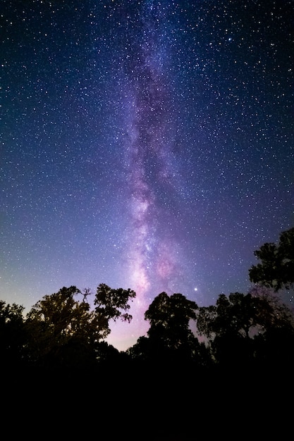 Free photo vertical shot of a forest under a beautiful starry night sky - great for wallpapers