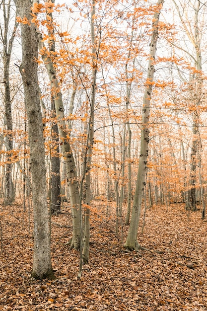 Free photo vertical shot of a forest covered in trees and dried leaves in autumn