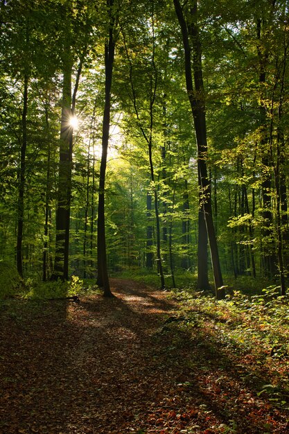 Vertical shot of the Forêt de Soignes, Belgium, Brussels with the sun shining through the branches