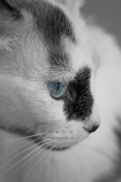 Free Photo vertical shot of the head of a black and white cat