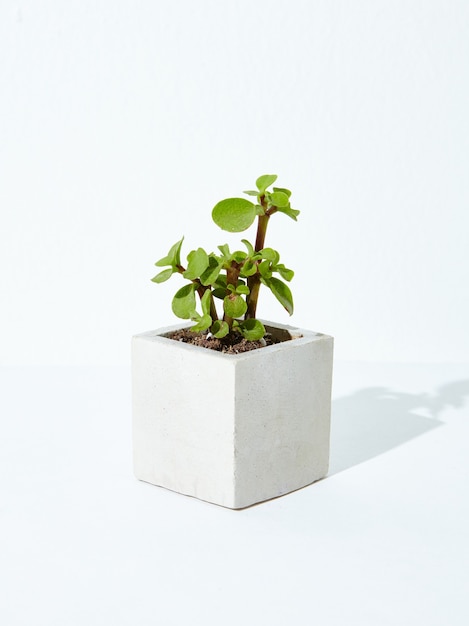 Free photo vertical shot of a houseplant in a concrete flowerpot on a white background