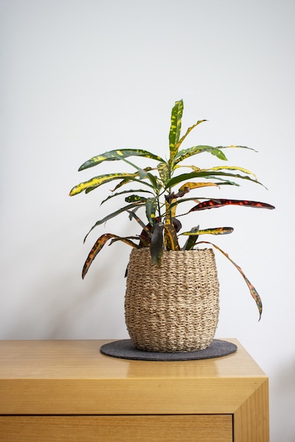 Free Photo vertical shot of a houseplant in a weaved flower pot on a wooden table against a white wall