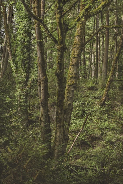 Free photo vertical shot of a mossy tree surrounded by green plants in the forest