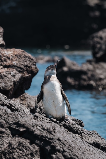 Free photo vertical shot of a penguin on the stone