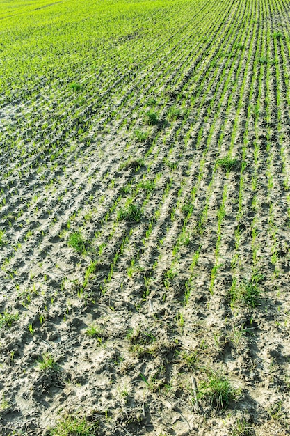 Free photo vertical shot of seedlings growing out of plowed rows of wet soil in a field