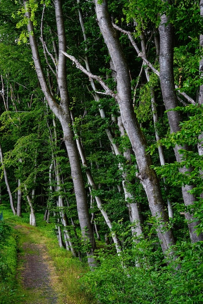 Free photo vertical shot of a small road in a beautiful green forest