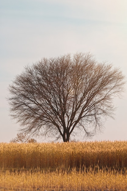 Foto gratuita colpo verticale di un albero nel mezzo di un campo coperto d'erba sotto il cielo blu