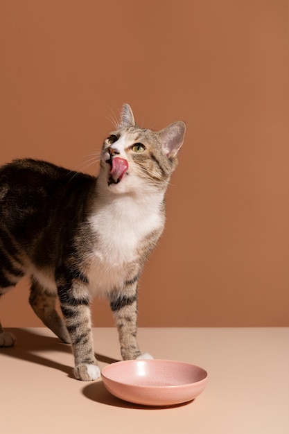 View of adorable cat eating its food