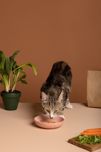 View of cat eating food from a bowl