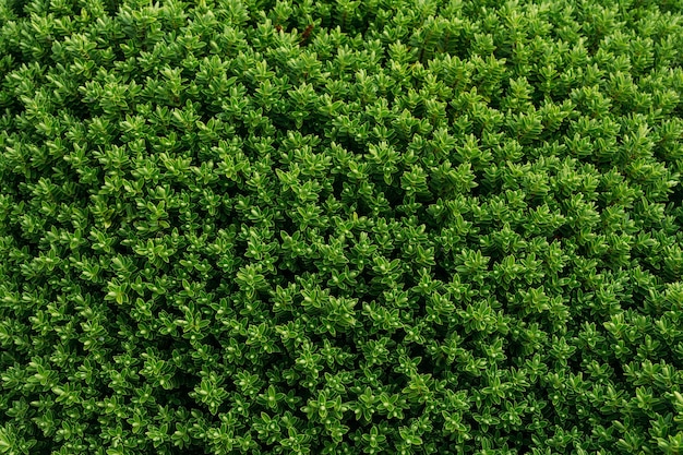 Free photo view of evergreen boxwood shrubs