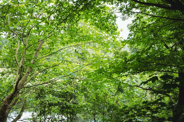 Free photo view of green forest