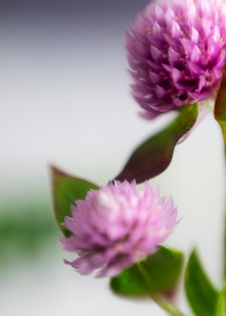 View of natural blurry flowers