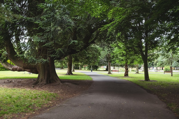 Free photo view of trees in park